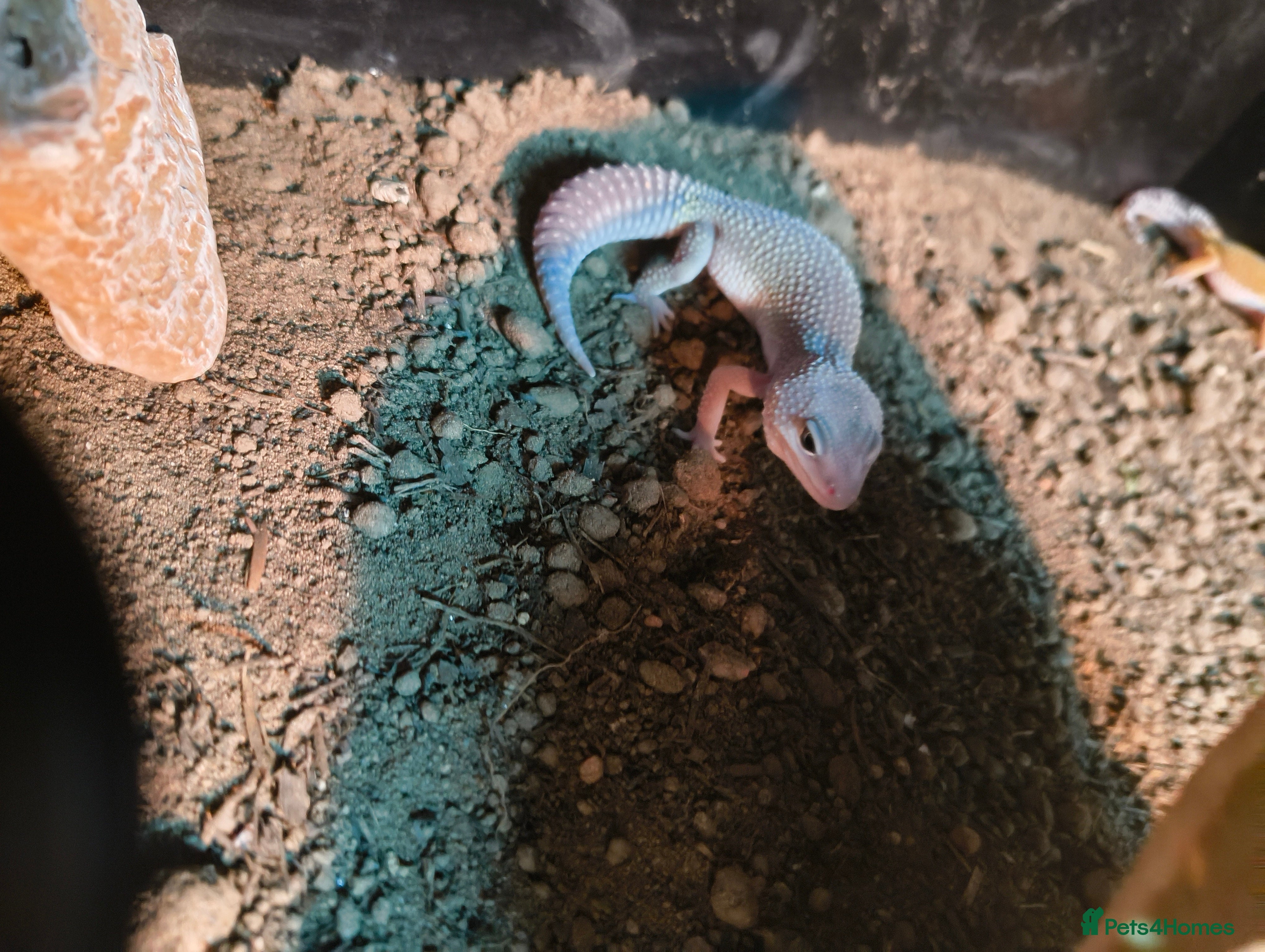 Leopard Gecko reptiles Boy blizzard morph comes with vivarium setup - Advert 1