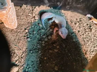 Leopard Gecko reptiles Boy blizzard morph comes with vivarium setup - Advert 6