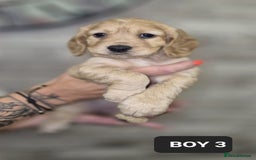 Cocker Spaniel dogs for sale: Beautiful golden cocker spaniel puppies  - Image 1