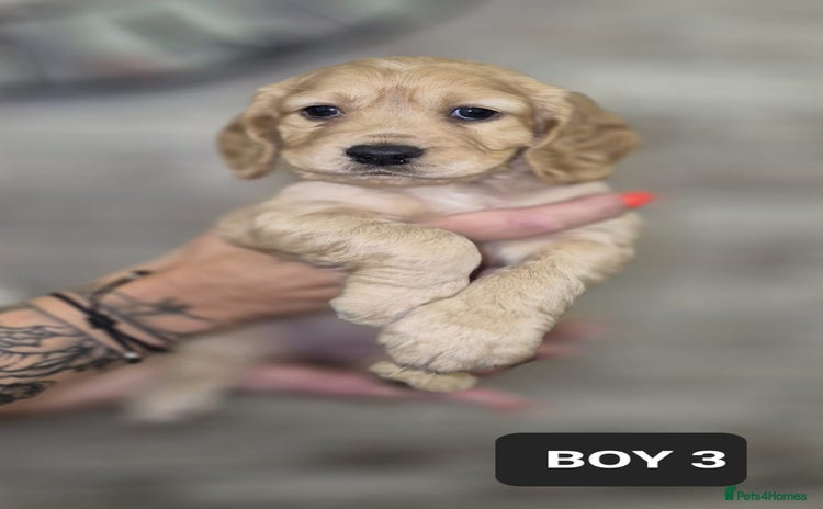 Cocker Spaniel dogs - Advert 5
