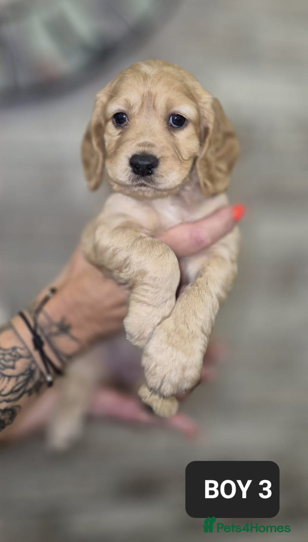Cocker Spaniel dogs for sale: Beautiful golden cocker spaniel puppies  - Image 1