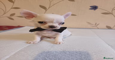 Chihuahua dogs - Advert 20