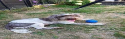 Cockapoo dogs for stud: Beautiful stud Cockapoo  in South Petherton - Advert 1