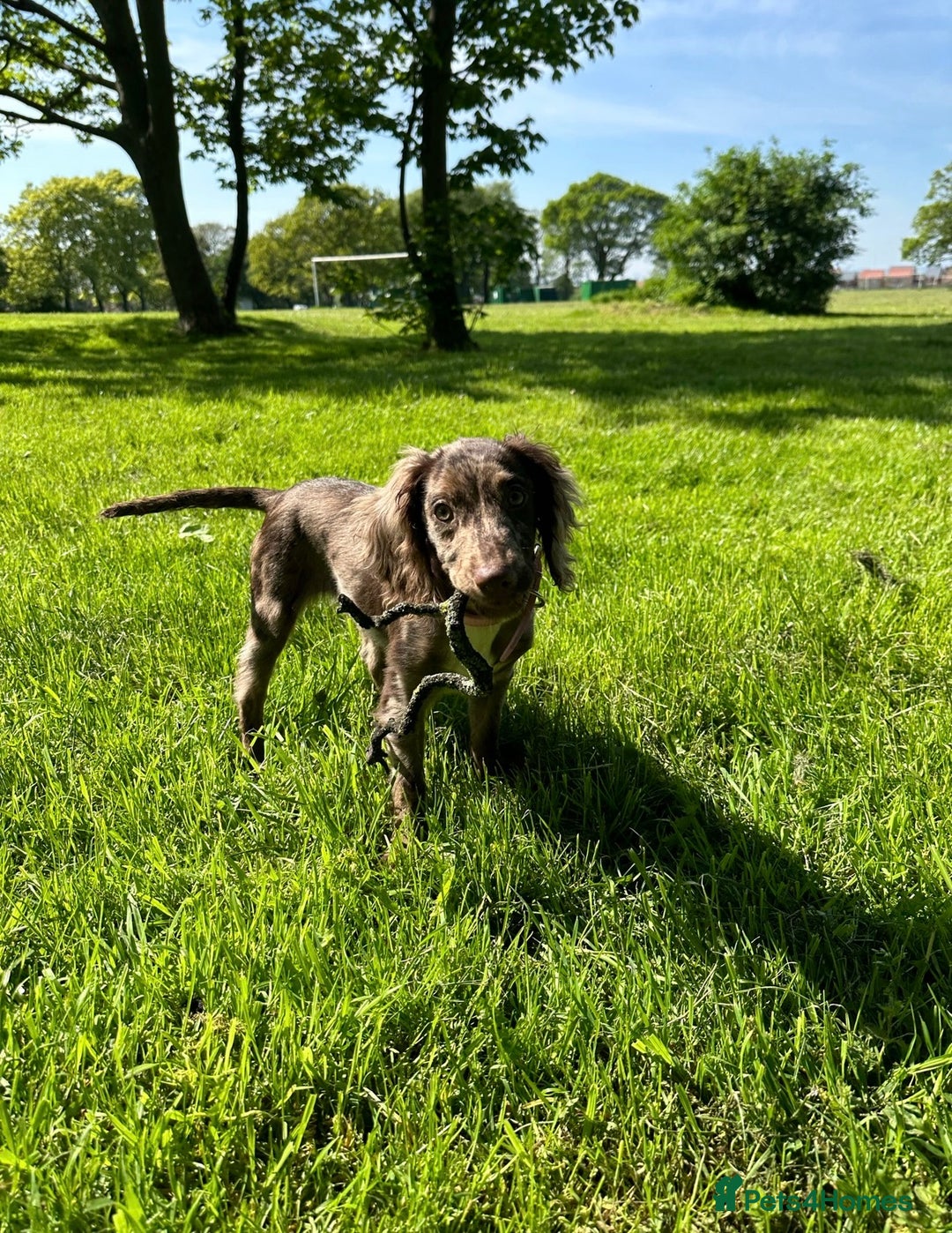 Cocker Spaniel dogs for sale: Female merle cocker spaniel  - Advert 10