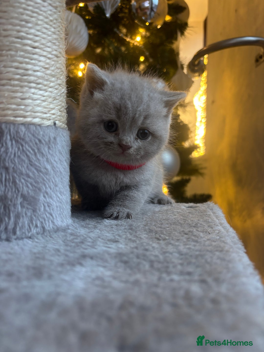 British Shorthair cats for sale: British Shorthair kittens  - Advert 16