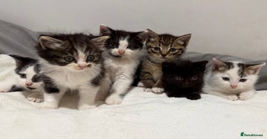 Mixed Breed cats - Advert 10