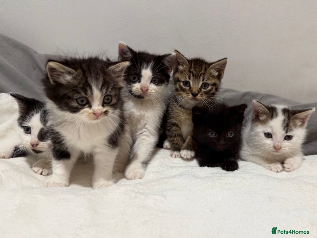 Mixed Breed cats for sale: Kittens for Sale !! - Image 3