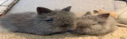 Lionhead rabbits for sale: Double mane lion head baby’s for sale  - Advert 11