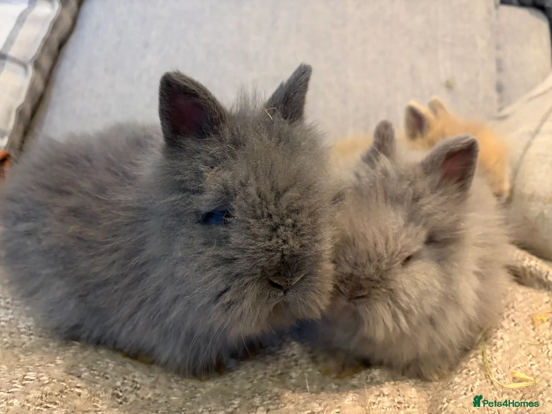 Lionhead rabbits for sale: Double mane lion head baby’s for sale  - Advert 11