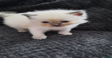 Ragdoll cats - Advert 5