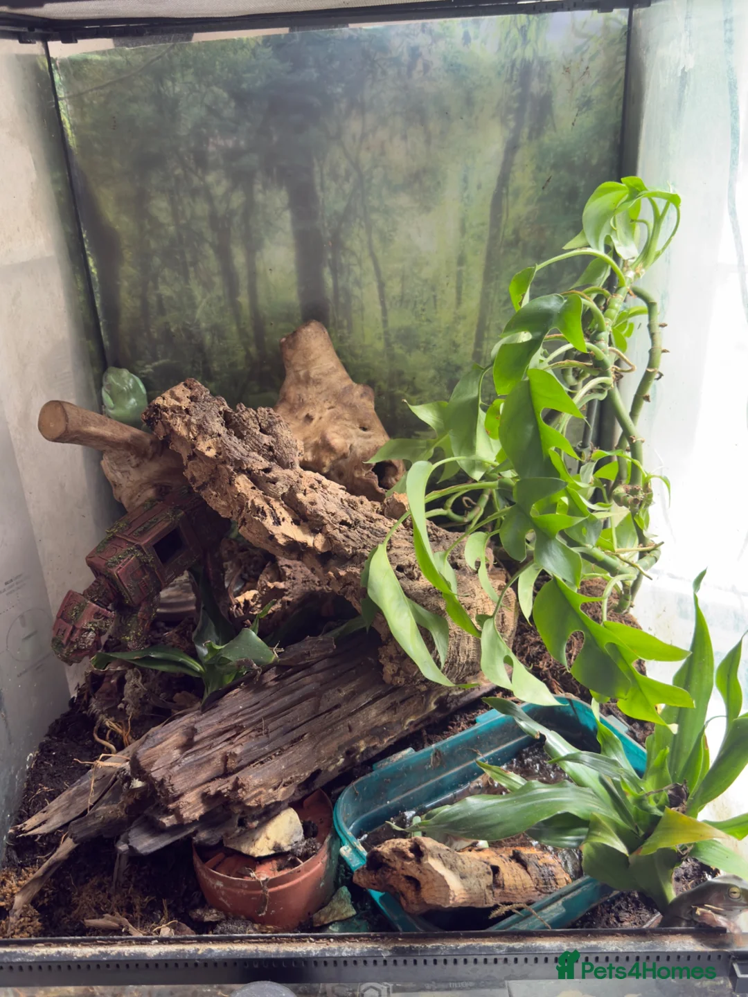 Frog reptiles for sale: 4 adult tree frogs with setup.  - Advert 5