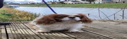Cavalier King Charles Spaniel dogs for stud: Beautiful extensively health tested Cavalier Stud  in Wisbech - Advert 3