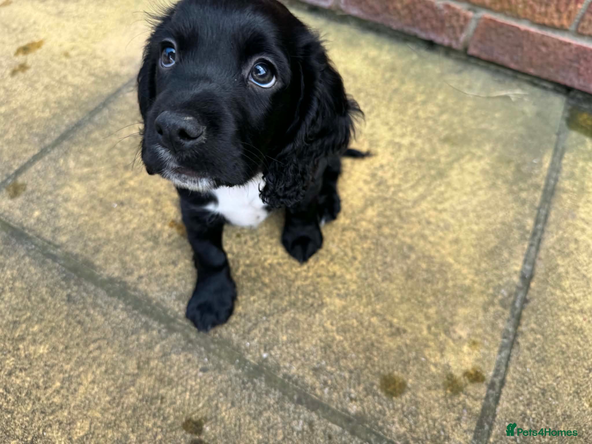 Cocker Spaniel dogs Ready to go❗️Gorgeous Cocker Spaniel Puppies 🐾  - Advert 11