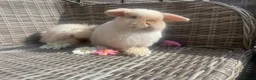 Mini Lion Lop rabbits for sale: Stunning Mini LionLops for Sale  - Advert 12