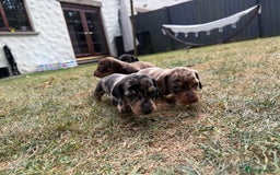 Miniature Dachshund dogs for sale: Miniature dapple Daschunds  - Image 8