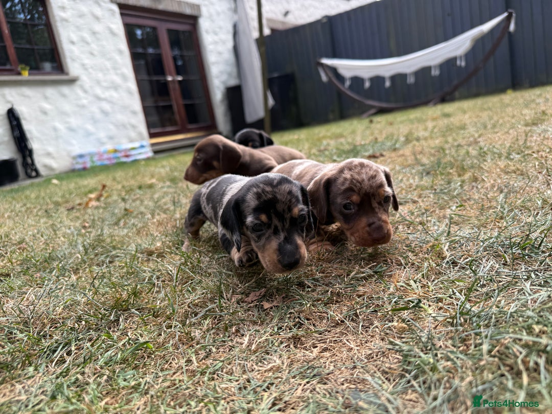 Miniature Dachshund dogs for sale: Miniature dapple Daschunds  - Image 8