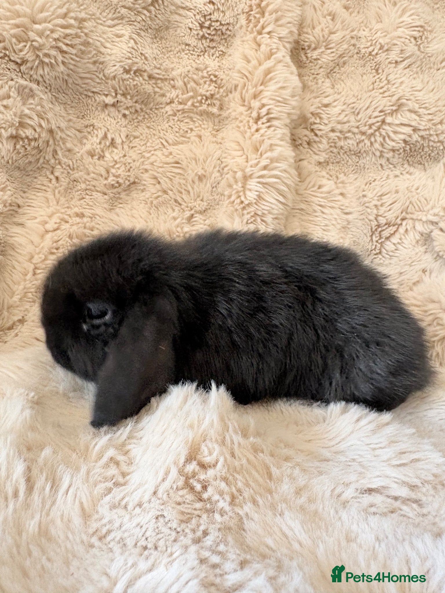 Mini Lop rabbits Mini lop baby rabbits  - Advert 2
