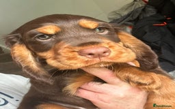 Cocker Spaniel dogs for sale: Five star rating Cocker spaniel puppies ⭐️⭐️⭐️⭐️⭐️ - Image 3