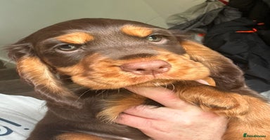 Cocker Spaniel dogs - Advert 6