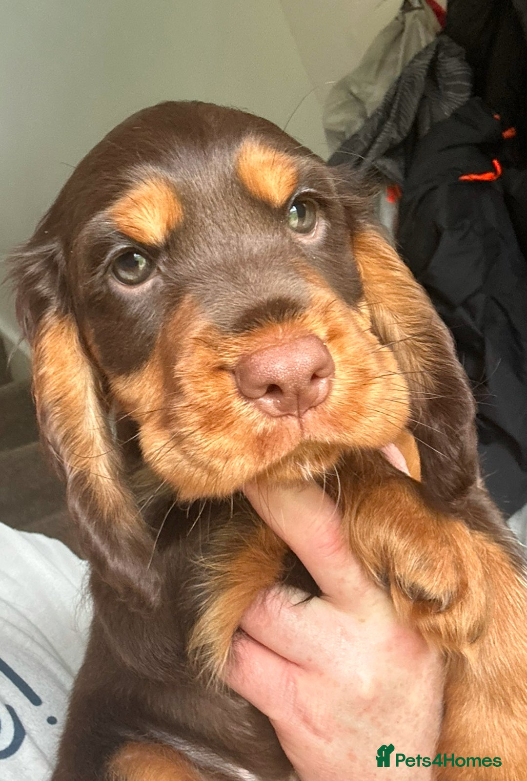 Cocker Spaniel dogs for sale: Five star rating Cocker spaniel puppies ⭐️⭐️⭐️⭐️⭐️ - Image 3