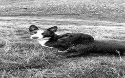 Border Collie dogs for stud: Proven red border collie for stud  - Advert 3