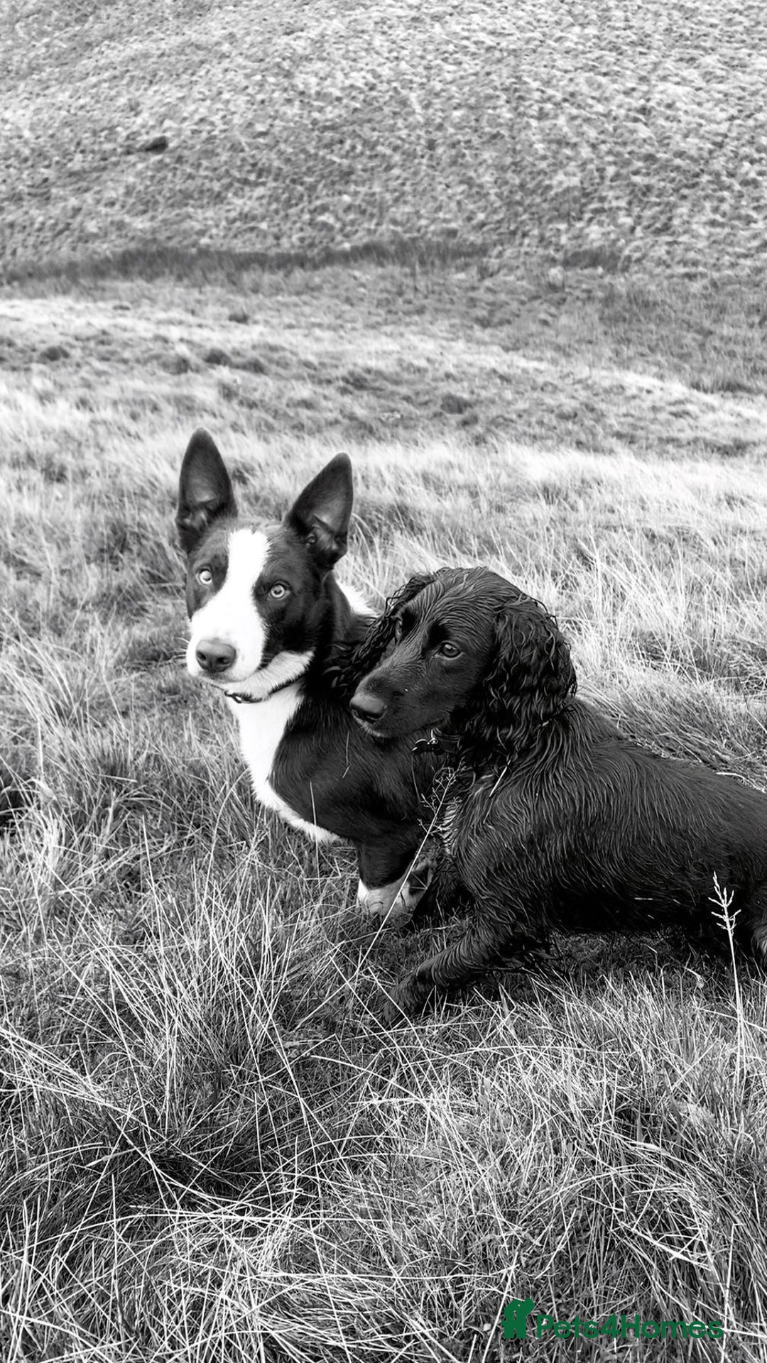 Border Collie dogs for stud: Proven red border collie for stud  - Advert 3