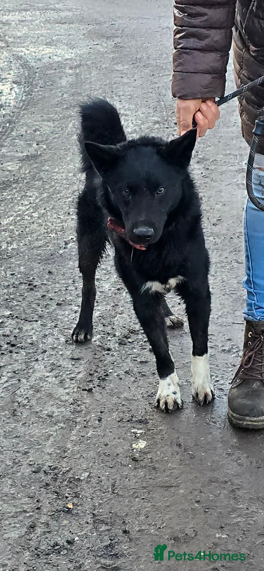 Mixed Breed dogs BEAR  - Advert 18