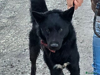 Mixed Breed dogs BEAR - Advert 6