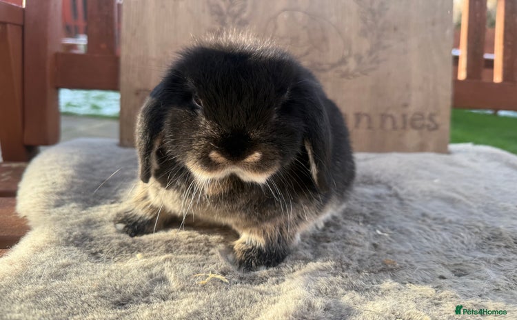 Mini Lop rabbits Lovely mini lop girl - available now - Advert 4