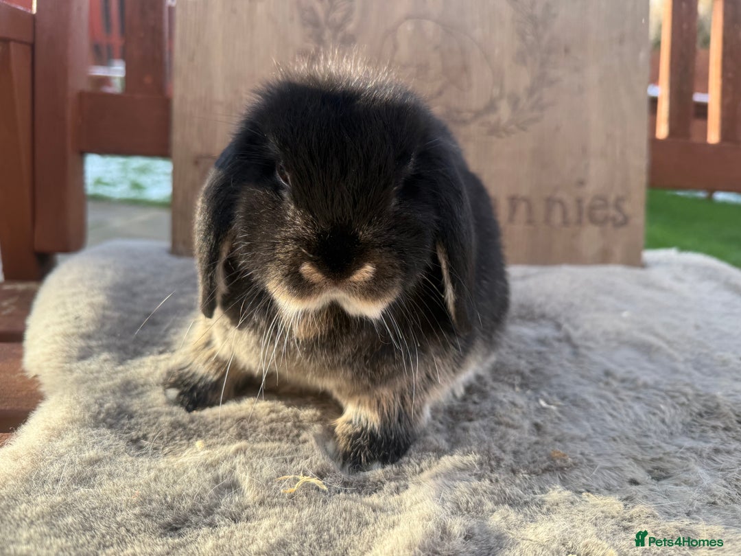 Mini Lop rabbits for sale: Lovely mini lop girl - available now - Advert 1