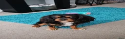 Cavalier King Charles Spaniel dogs for stud: Geordie kc cavalier - Advert 3