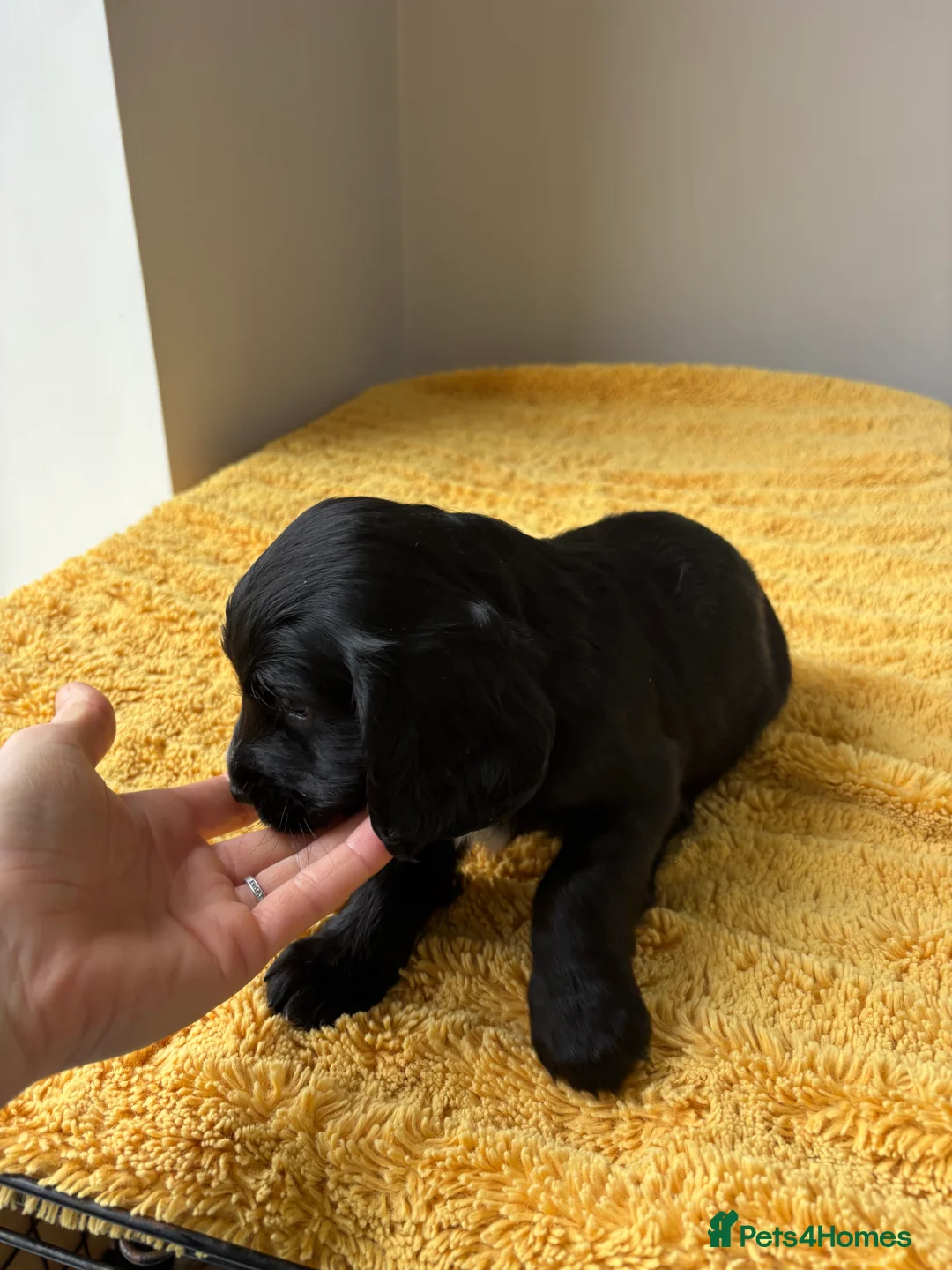 Cocker Spaniel dogs for sale: Working cocker spaniel puppies  - Advert 16