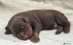 Dobermann dogs for sale: Champion European Doberman Puppies Kc-reg  - Advert 6