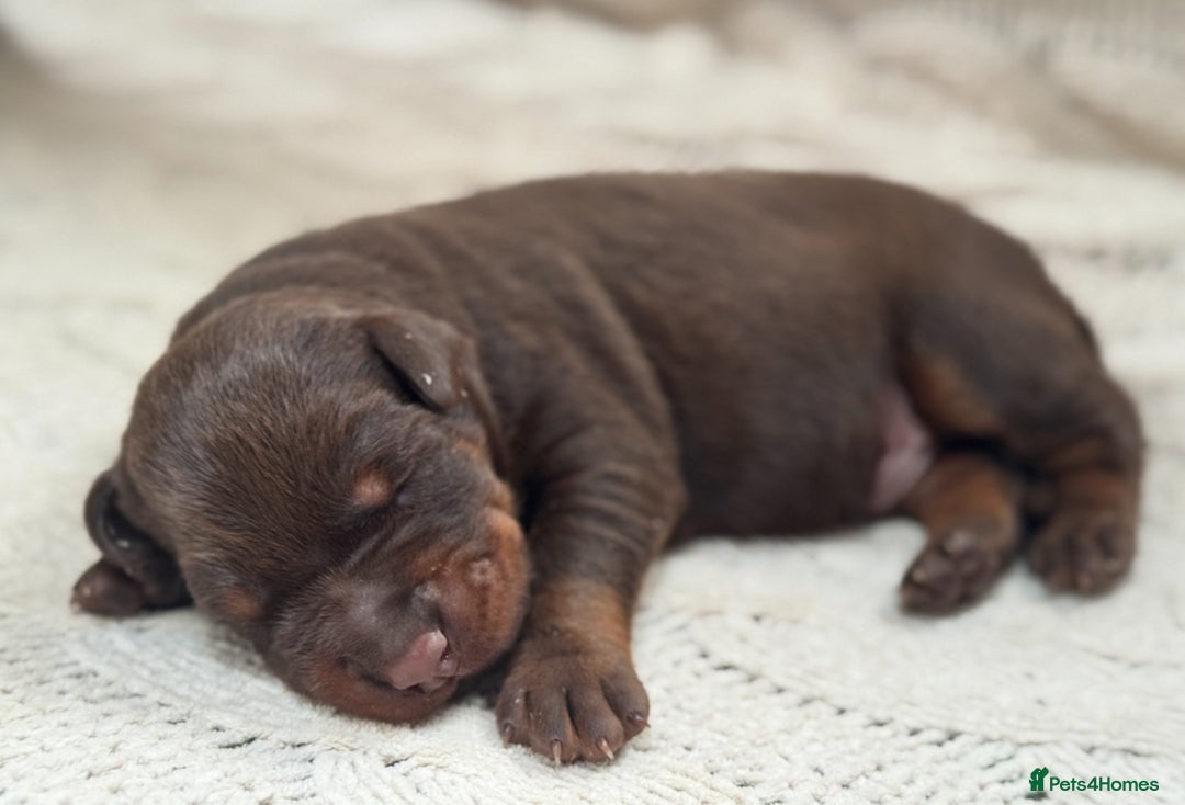 Dobermann dogs for sale: Champion European Doberman Puppies Kc-reg  - Advert 6