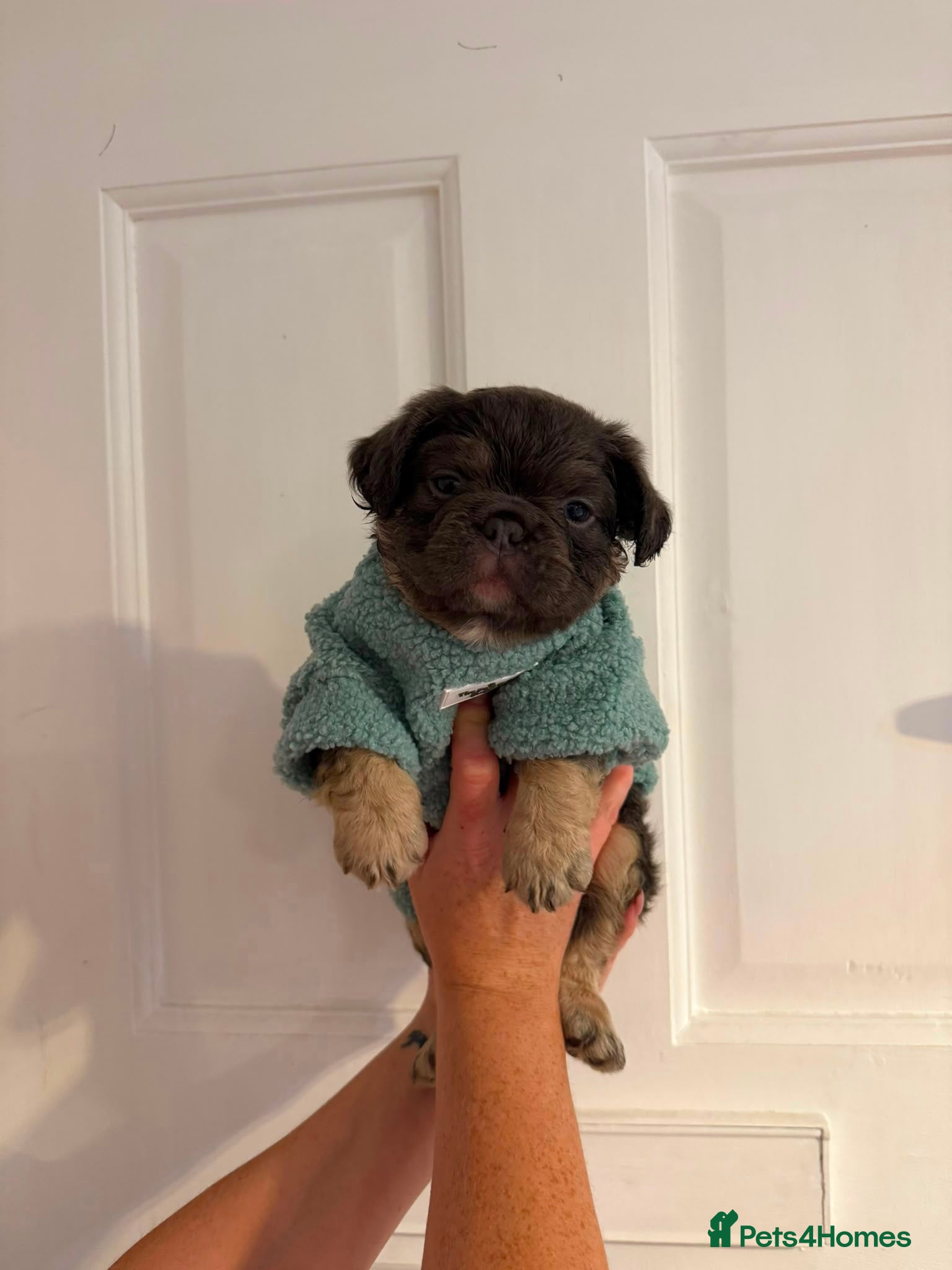 French Bulldog dogs Stunning French bulldog puppies  - Advert 16