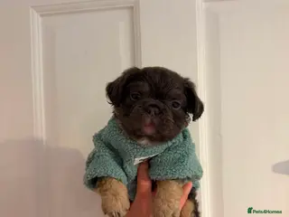 French Bulldog dogs Stunning French bulldog puppies - Advert 1