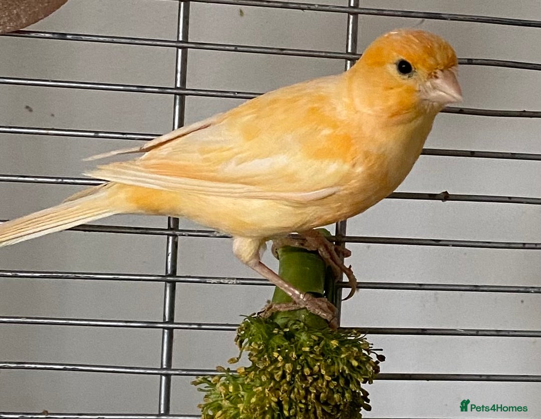 Canaries birds for sale: Female  - Advert 2