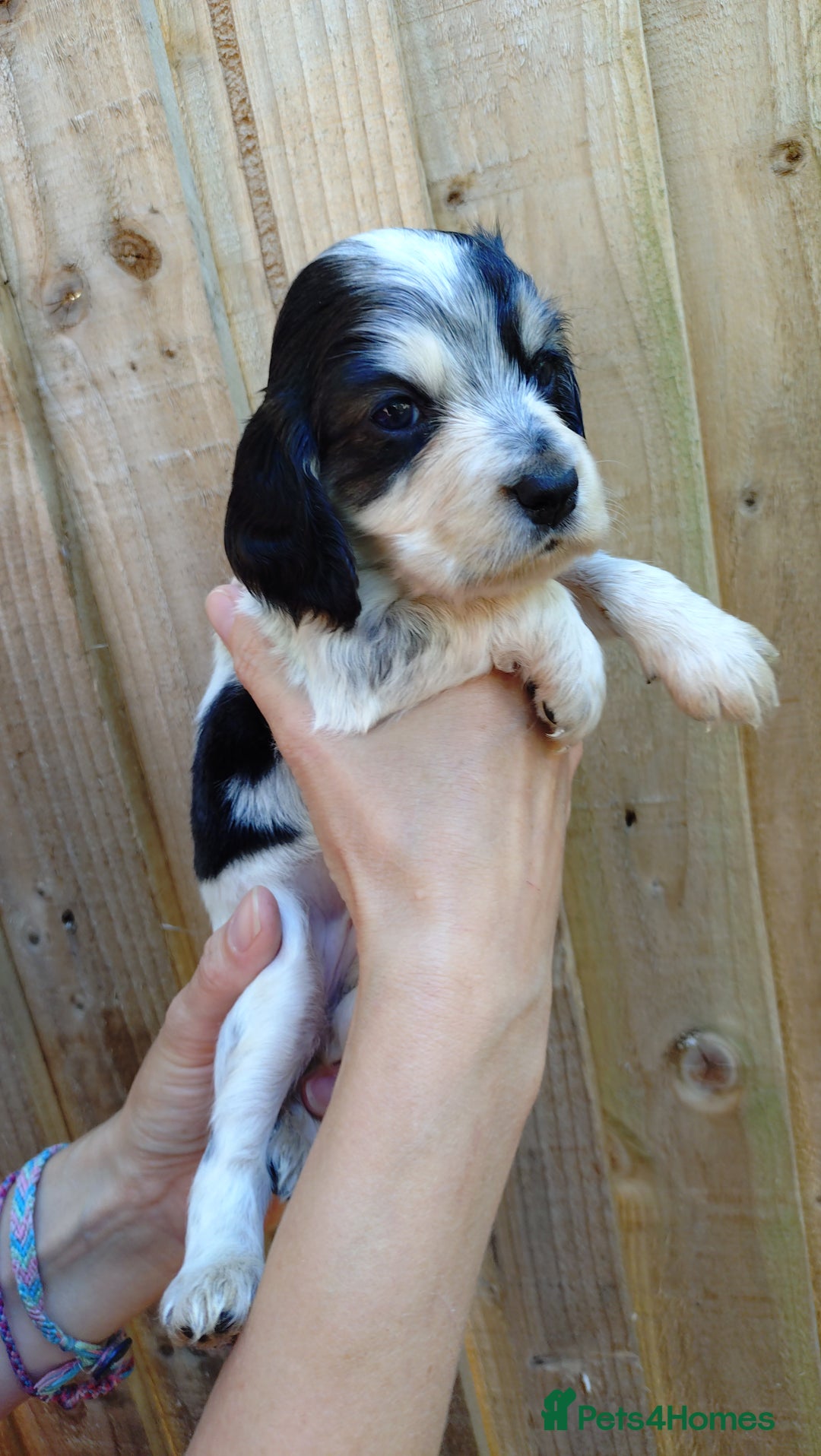 Cocker Spaniel dogs for sale: KC reg show cocker spaniel puppies - Image 14