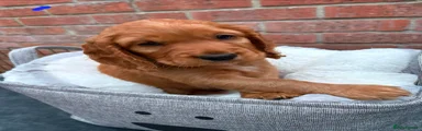 Cocker Spaniel 1