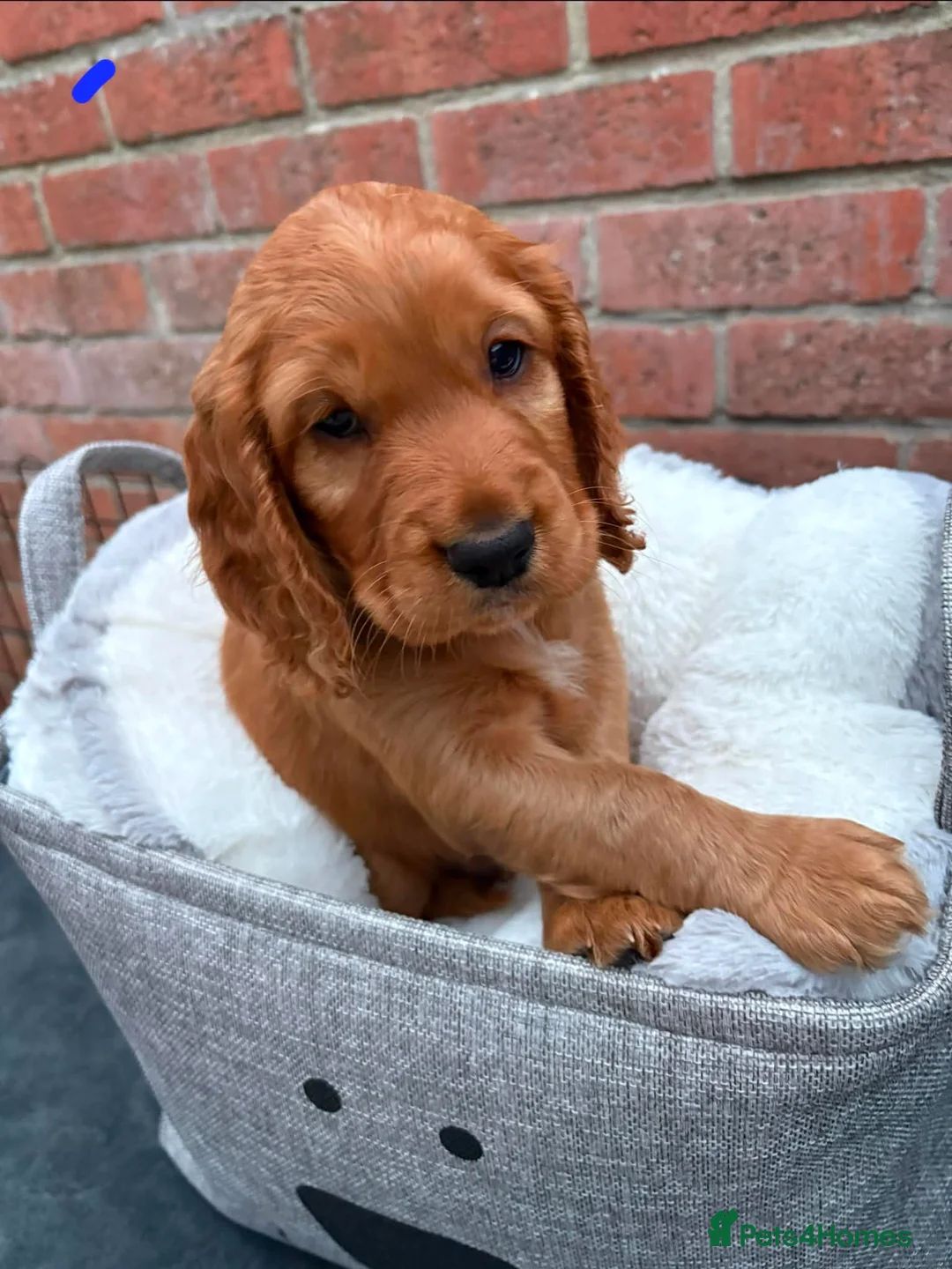 Cocker Spaniel dogs for sale: Cocker spaniel puppy’s  - Advert 8