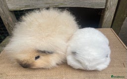 Guinea Pig rodents for sale: Baby Swiss teddy boars - Image 7