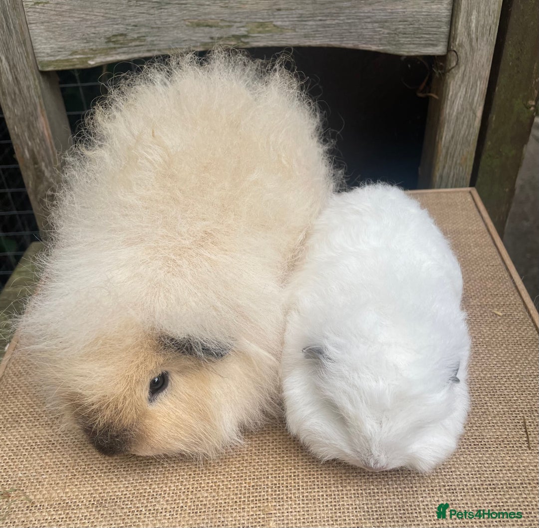 Guinea Pig rodents for sale: Baby Swiss teddy boars - Image 7