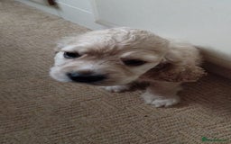 Mixed Breed dogs for sale: CavalierxCocker Spaniel Puppies -Both Parents Here - Image 11
