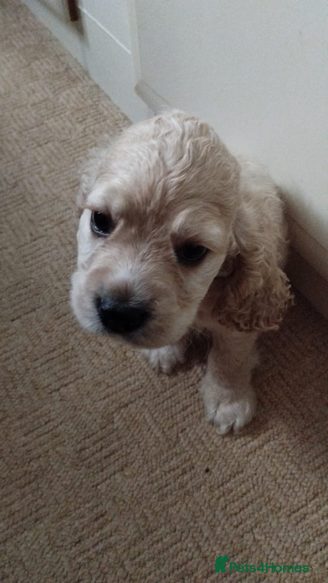 Mixed Breed dogs for sale: CavalierxCocker Spaniel Puppies -Both Parents Here - Image 11