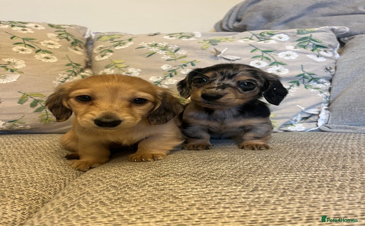 Miniature Dachshund dogs - Advert 15