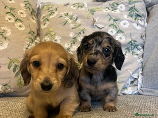 Miniature Dachshund dogs - Advert 1
