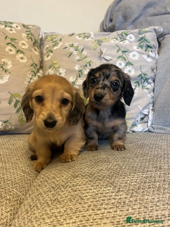 Miniature Dachshund dogs - Advert 2