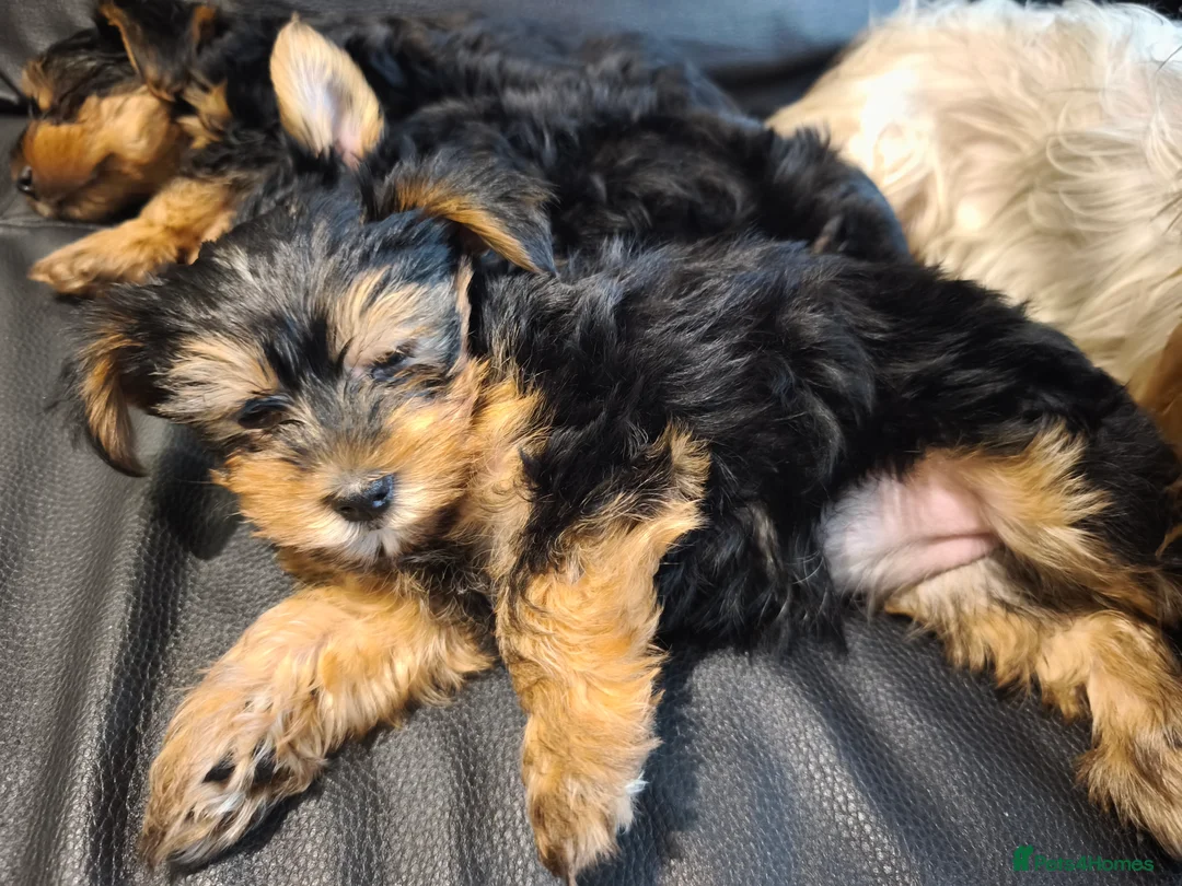 Yorkshire Terrier dogs for sale: Adorable Yorkshire Terrier Puppy. ONLY 1 GIRL LEFT - Advert 14