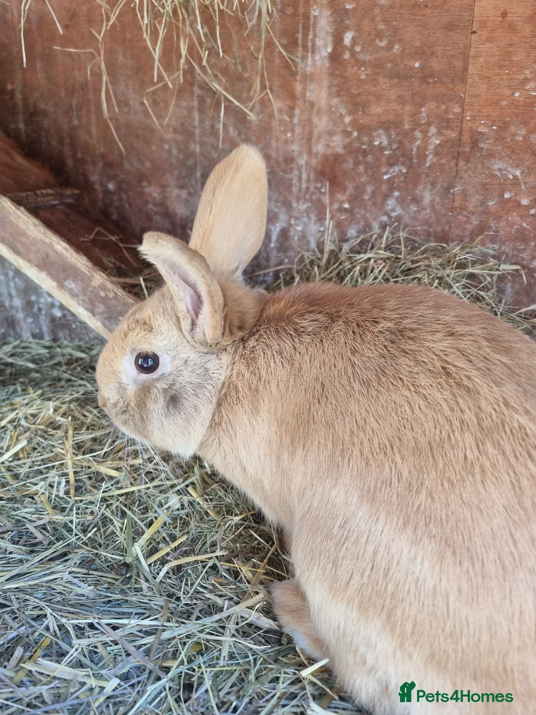 Mixed Breed rabbits for sale: Mini lop cross  - Advert 2