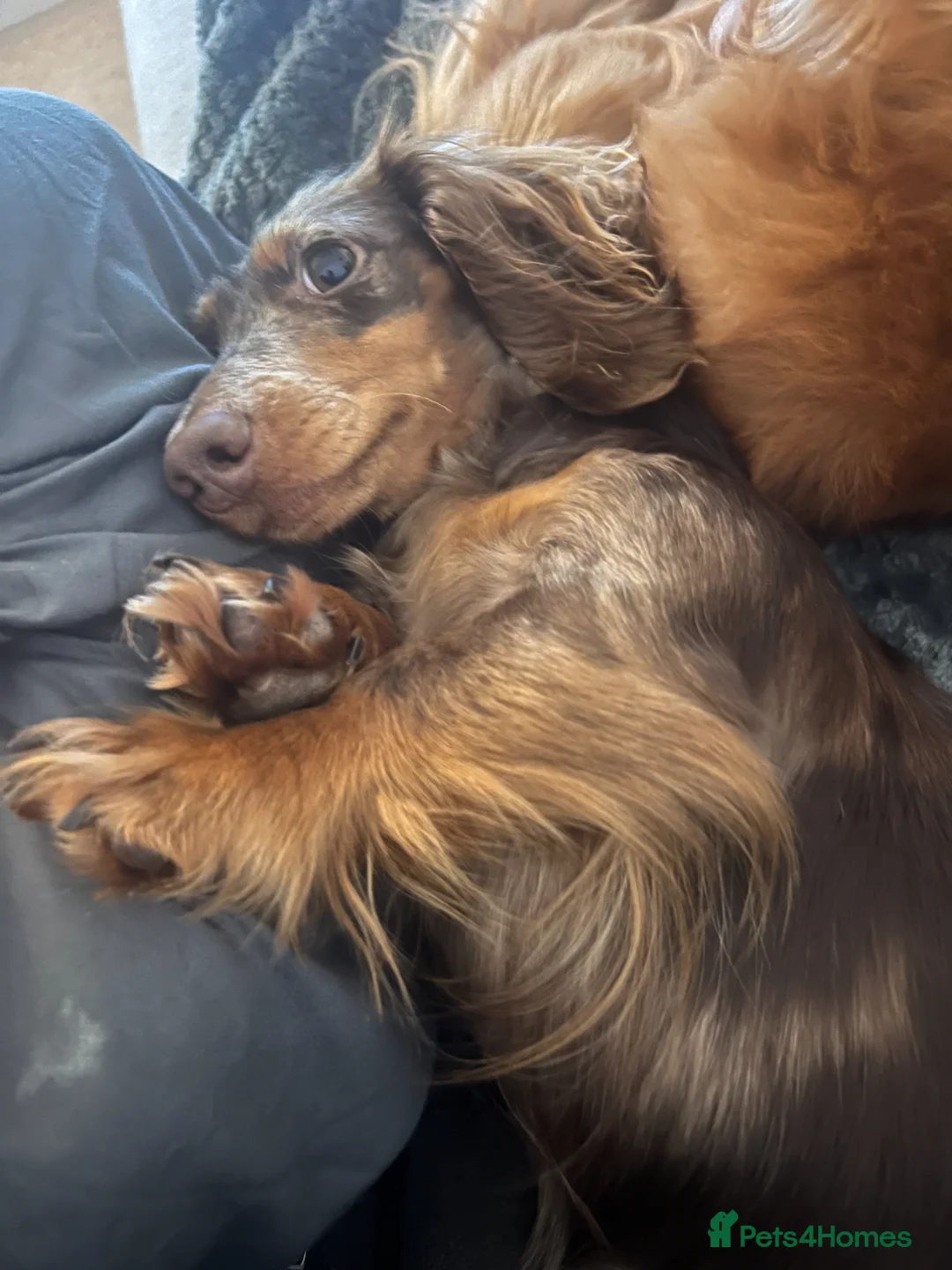 Miniature Dachshund dogs for sale: Stunning Long Haired Mini Dachshund Puppies  - Advert 2